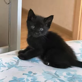 Отдам  котят