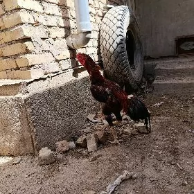 horaz