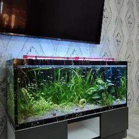 Akvaryum