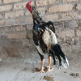 baysok