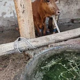 saglyk sygyr
