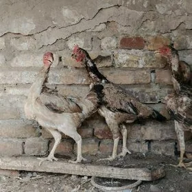 Baysow maki