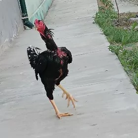 Taşkent