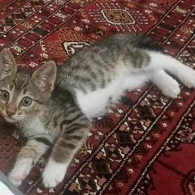 Котёнок