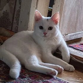 PIŞIK