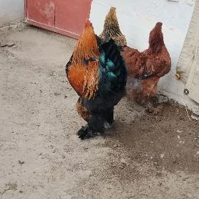 brama