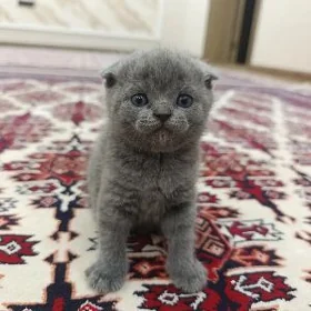 породистые котята