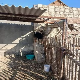 Geci