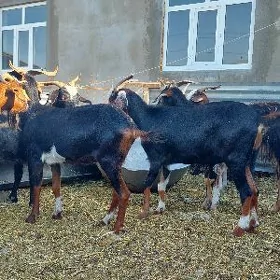 bakylan geçiler
