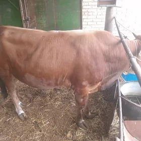ökűz