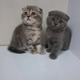 şatlanskiy pisijkler