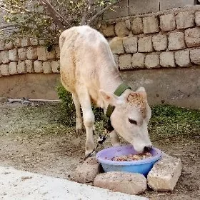 Tohum Tüwe 5 aýlyk
