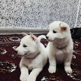 хаски лайка