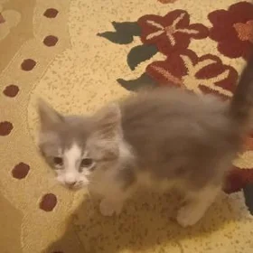 Котенок 2 месяца