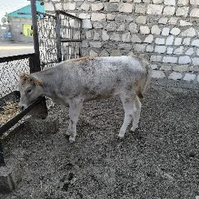 gacar