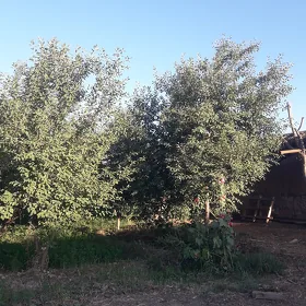 ciya