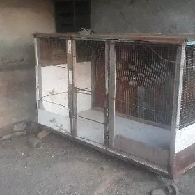 ketenketek