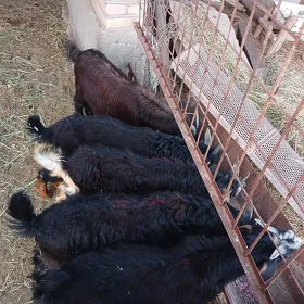 cebis