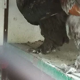 Brama Gigant