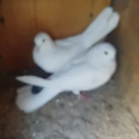 kepderi