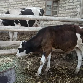 galşteŷin oküz