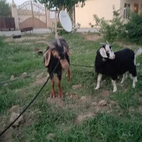 geçi ovlakly