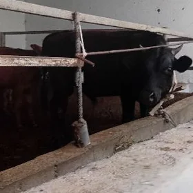 öküzler we tuweler 1ri bogaz