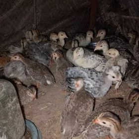 kakilik.induk.brama JÜÝJESİ