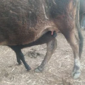 goleli sygyr