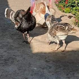 induk erkek