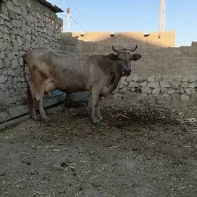 sagylyan sygyr