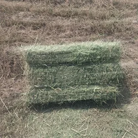 Yorunja kip