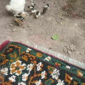 карлик жуже