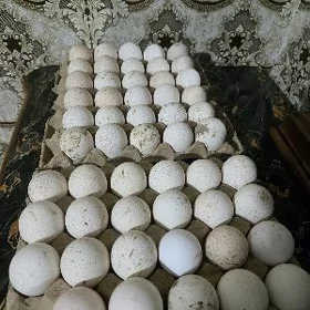 induk yumurtga