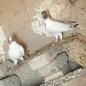 kepderi