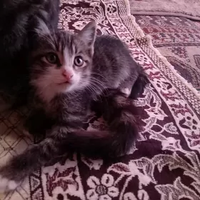 arassa oy pisigi