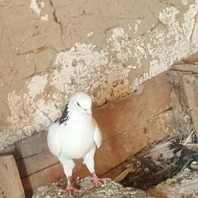 kepderi