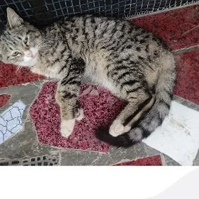 кошек