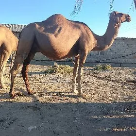 Ķöşekli düÿe