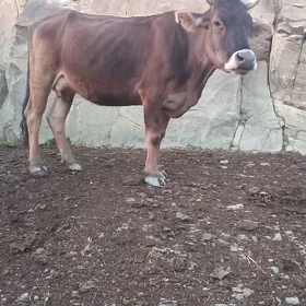 Sygyr göleli