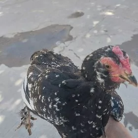 karlik