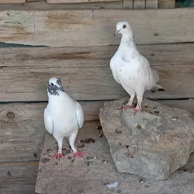 Kepderi
