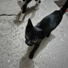 котенок