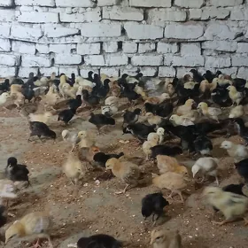 Çuyjeler
