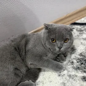 Шотландская вислоухая кошка