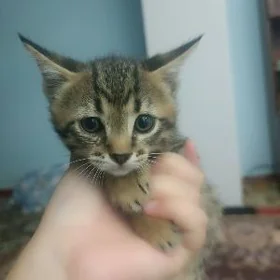 Oğlan pişijek мальчик кошка