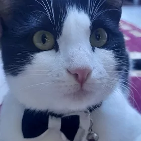 Pişik