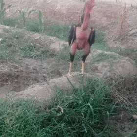 horaz