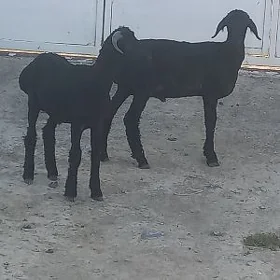 garakòli tokly