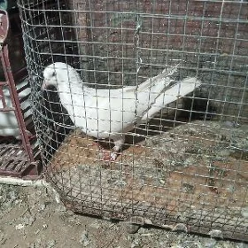 кептер